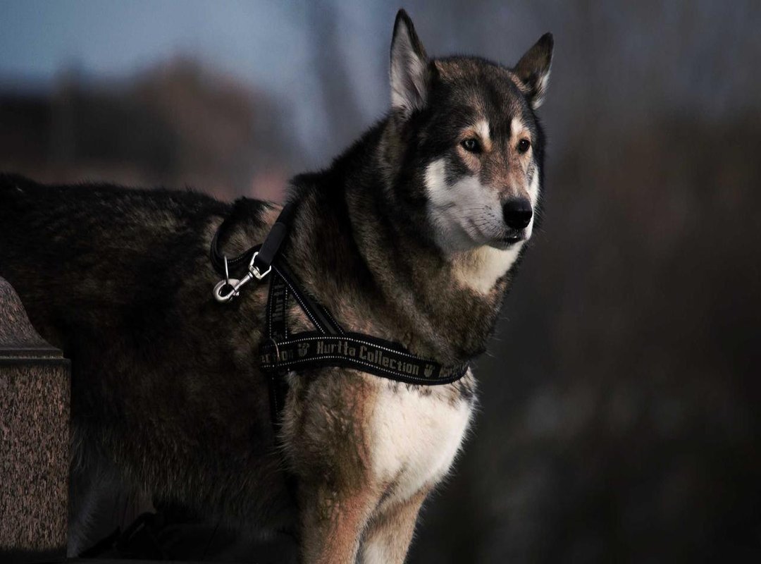 A Hatchling's Diet: What, When, and How to Feed