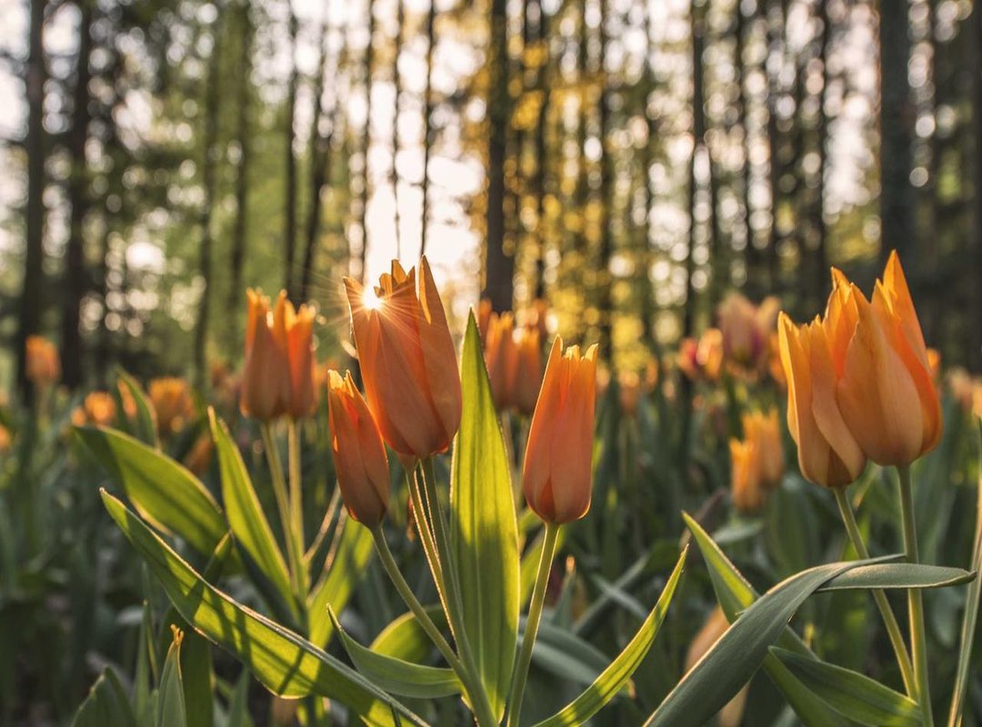 Pojokmanga vs. The Competition: A Head-to-Head Comparison