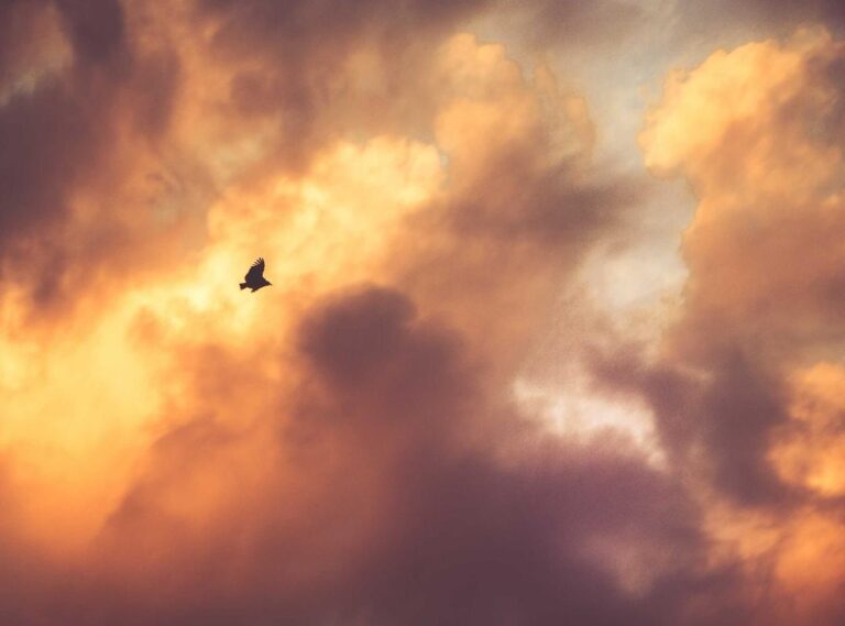 xxv xxviii, xxix xxvii xxiv, xxv